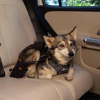 Clickit Sport Plus Crash-Tested and Safety Certified Car Seat Belt Harness for Dogs Designed for Secure Travel in Vehicles Idea