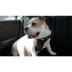 Clickit Sport Plus Crash-Tested and Safety Certified Car Seat Belt Harness for Dogs Designed for Secure Travel in Vehicles Idea